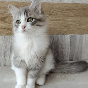 Nazar Male
