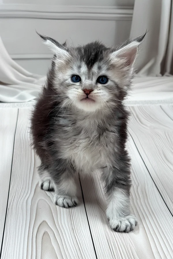 Latifa Male