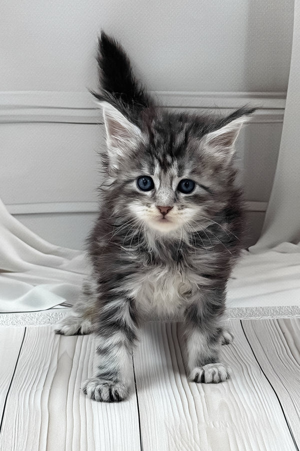 Lilli Female