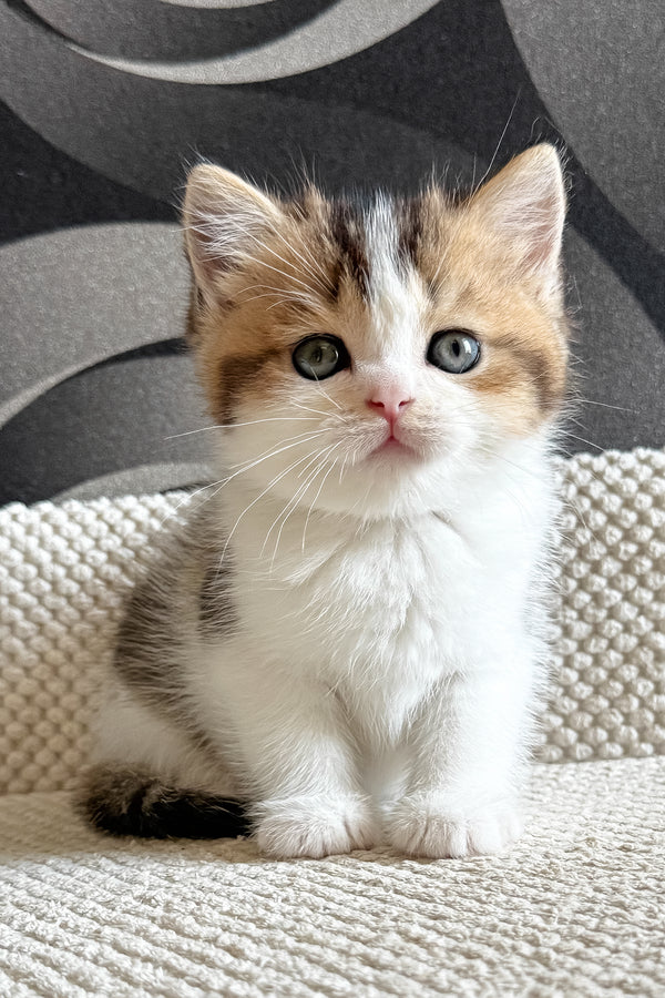 Lyra Female