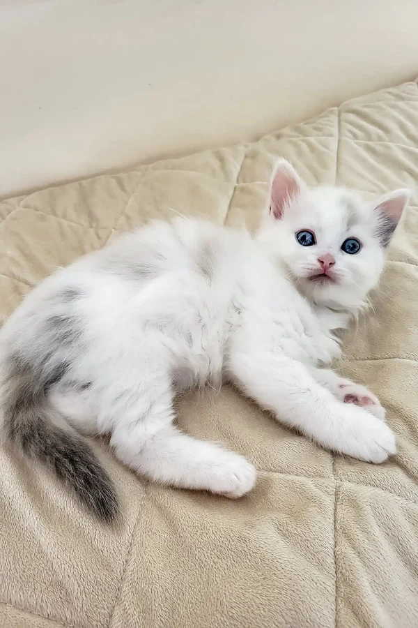 Bella Female