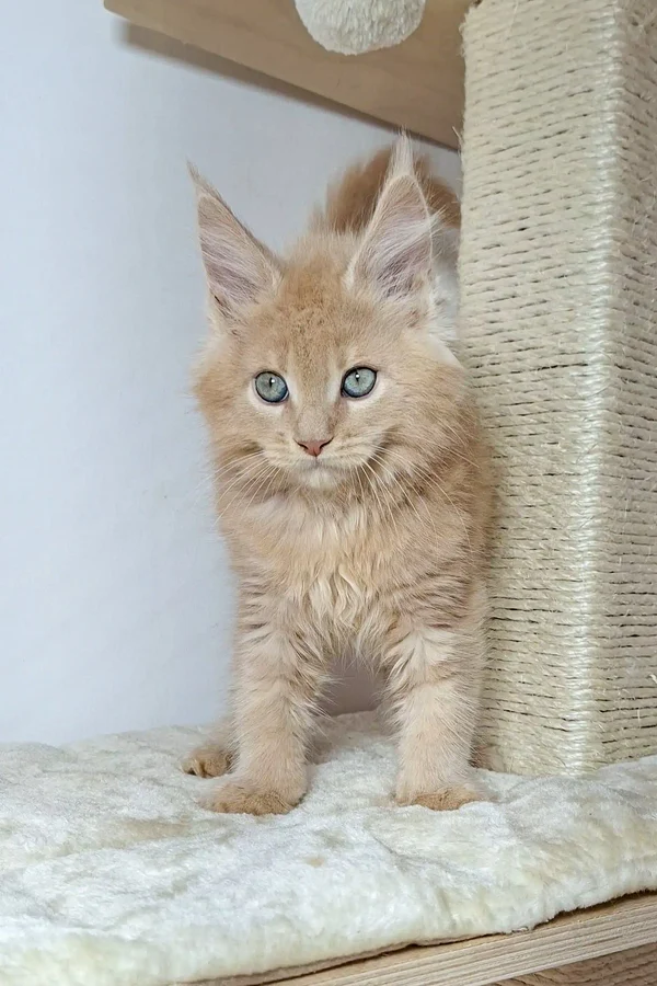 Nando Male
