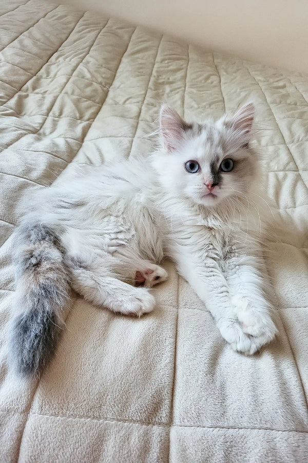 Zara Female